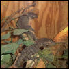 Timor Monitor Pair