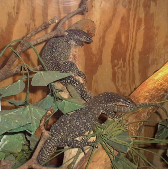 Timor Monitor Pair