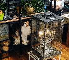My Maine Coon