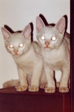 The Kids