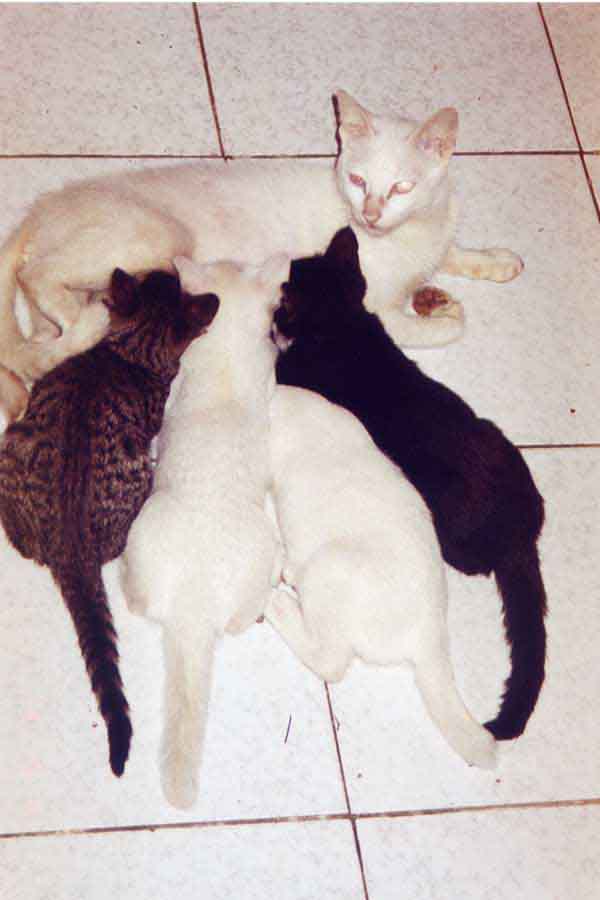 Mama Kitting