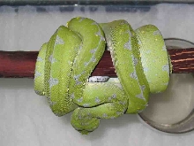 Chondro