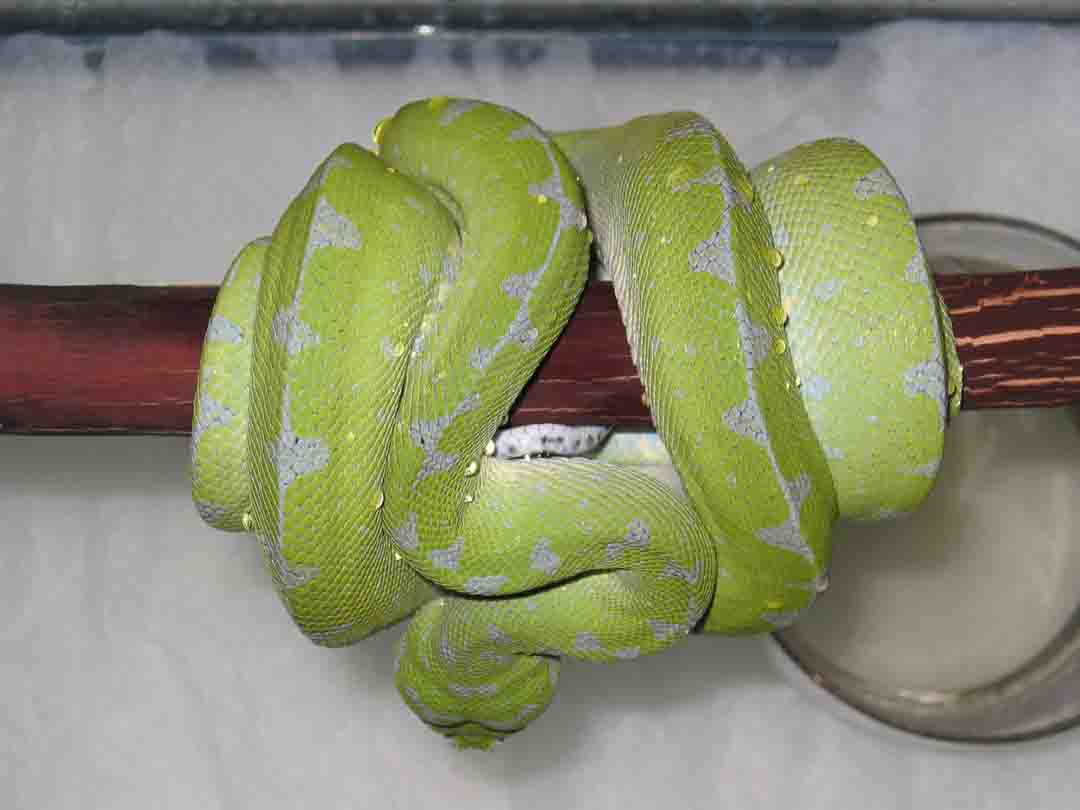Chondro