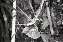 Knight Anole