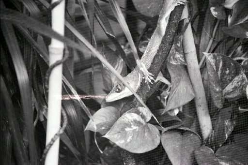Knight Anole