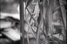 Knight Anole eating.