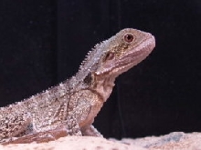 Juvenile Male AWD Bossk