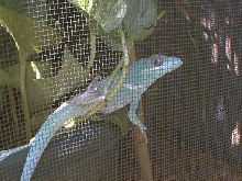 Captive Bred Adult Female Knight Anole