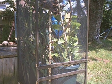 Screen Cage Outside
