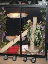 Full Terrarium View of AWD cage