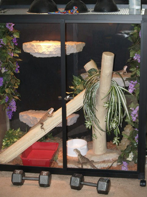 Full Terrarium View of AWD cage