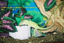Juvenile Knight Anole eating