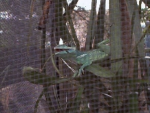 Knight Anole gulping down a meal