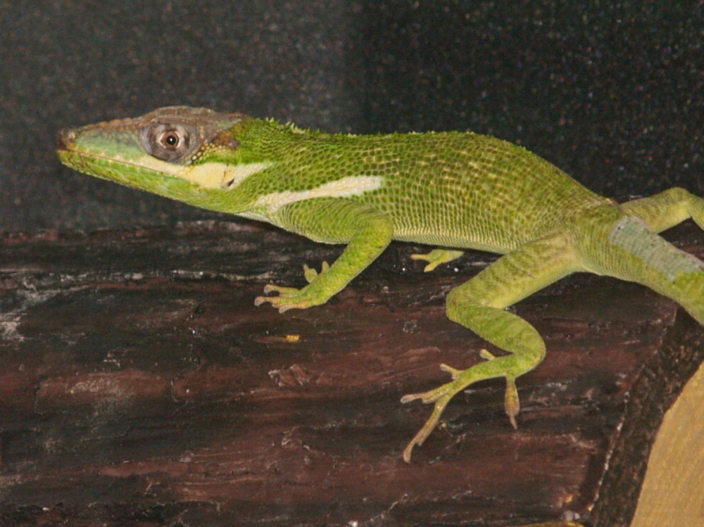 Knight Anole