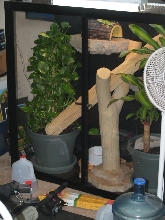 Knight Anole Cage