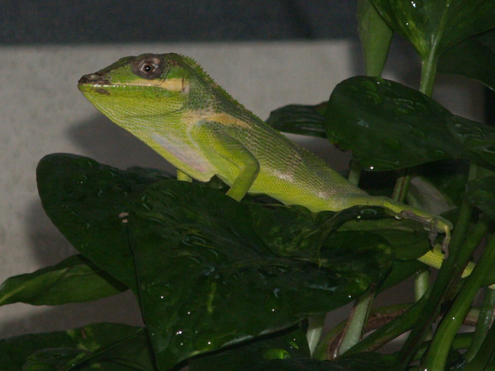Knight Anole