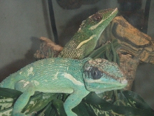 Male, foreground, and female.