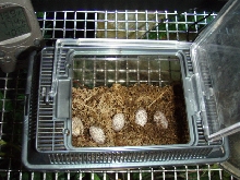 Knight Anole eggs.