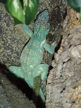 Mating Knight Anoles!
