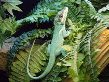 My biggest male. I need to get him a lady.