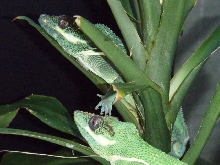 2 Male Knight Anoles?