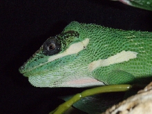 Male Knight Anole?
