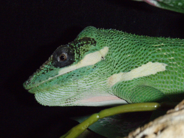 Male Knight Anole?
