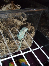 August 4, 2009 Hatchling Knight Anole