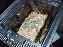 August 16, 2009 Hatchling Knight Anole