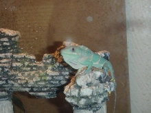 Displaying Hatchling!