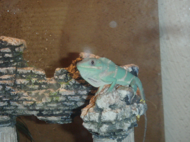Displaying Hatchling!