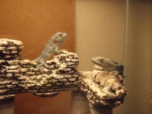 Two Hatchling Knight Anoles.