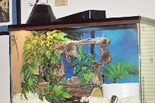 29 gal. baby AWD terrarium