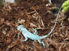 Baby Knight Anole
