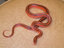 Female coxi