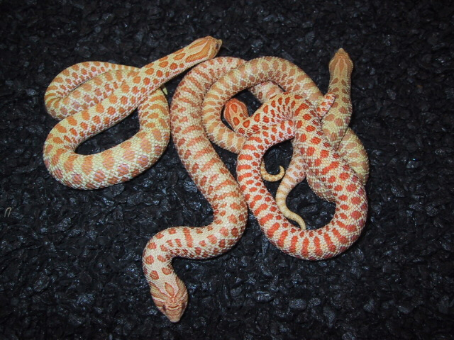 '01 western albino females