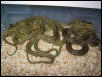 '02 diones ratsnakes for sale