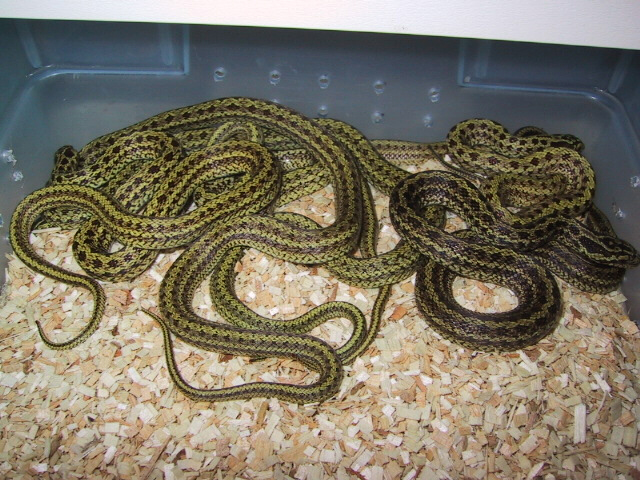'02 diones ratsnakes for sale
