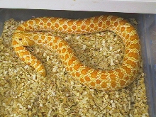 Albino western hognose