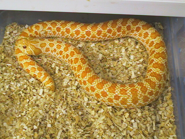 Albino western hognose