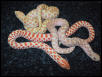 Albino hognose for sale