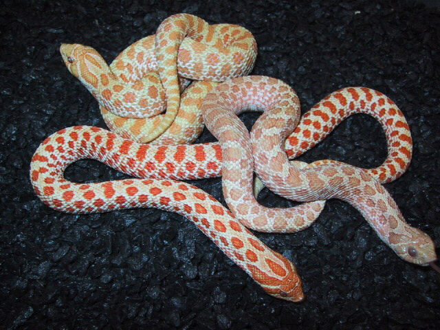 Albino hognose for sale