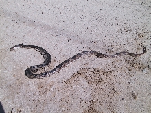 FL pine snake
