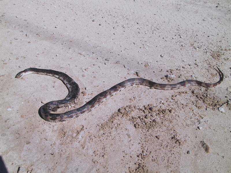 FL pine snake