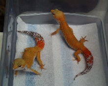 males 2