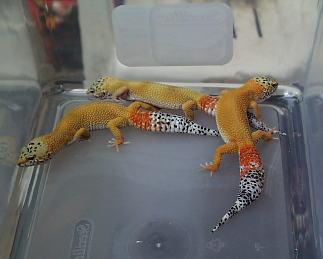 More pretty girls