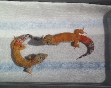 males 1