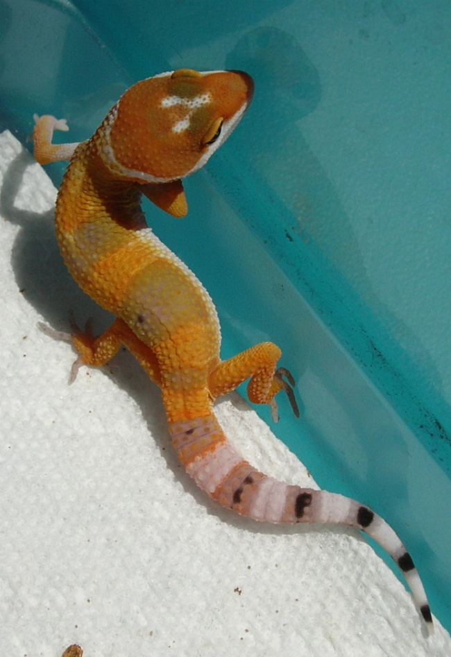 2 1/2weeks old pic