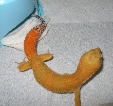 05 male