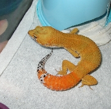 05 male 2
